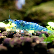 藍櫻桃蝦