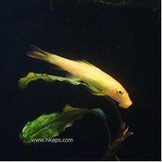 金青苔魚