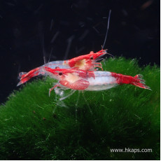 紅琉璃蝦