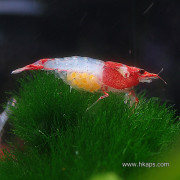 紅琉璃蝦
