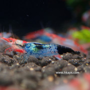 黑琉璃蝦
