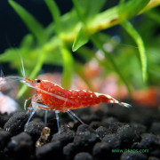 紅銀河魚骨水晶蝦