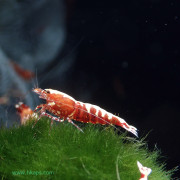紅銀河魚骨水晶蝦