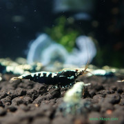黑銀河魚骨水晶蝦