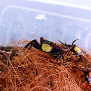 黃眼紫鉗惡魔蟹