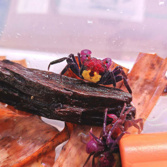 黑眼紫鉗惡魔蟹