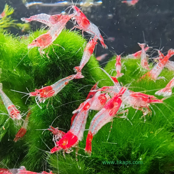 小紅琉璃蝦 x 40隻